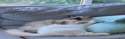 Siberian cats for sale: Sad sale 2 beautiful Siberian registered cats  - Advert 6