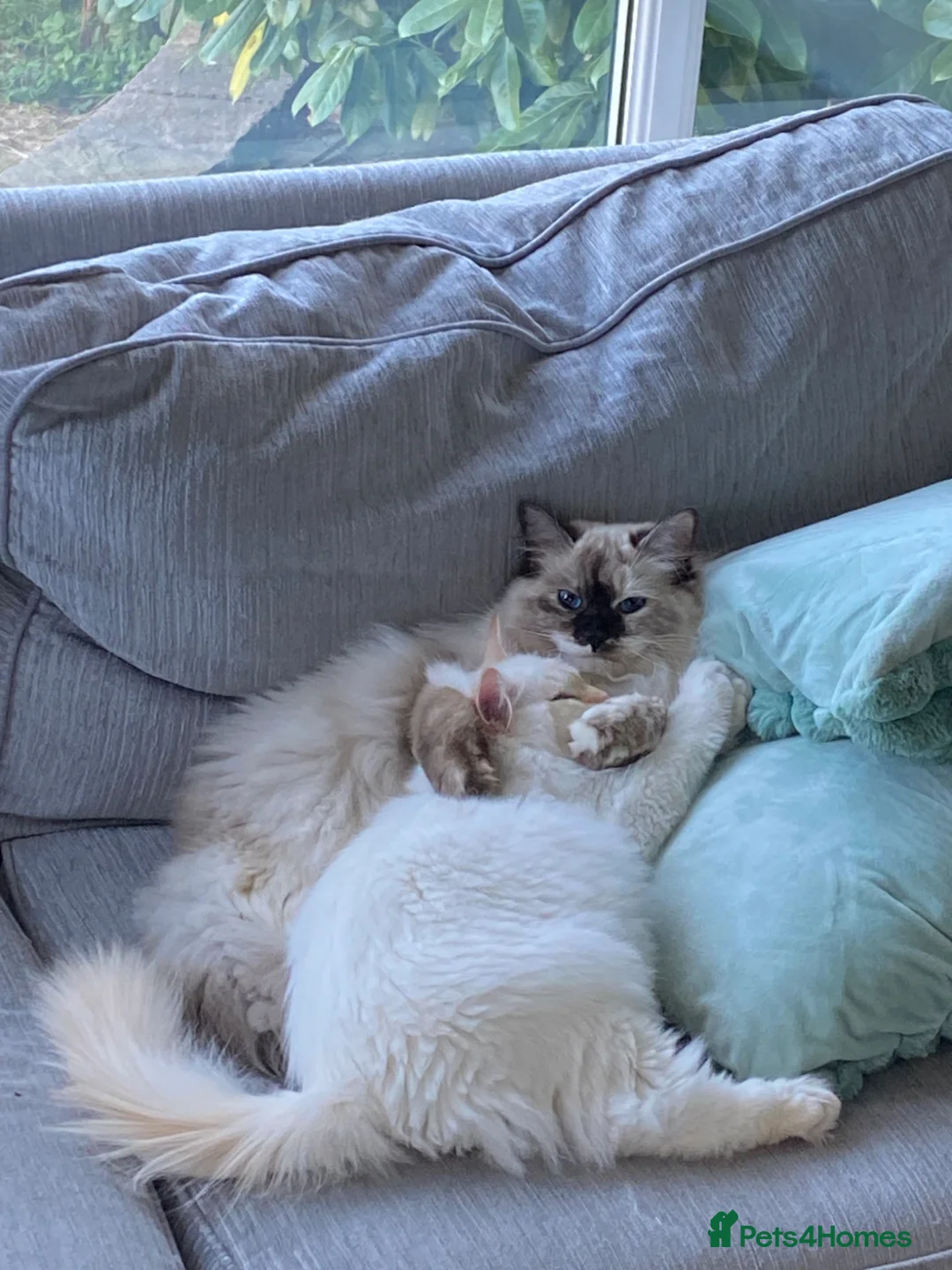 Siberian cats for sale: Sad sale 2 beautiful Siberian registered cats  - Advert 6