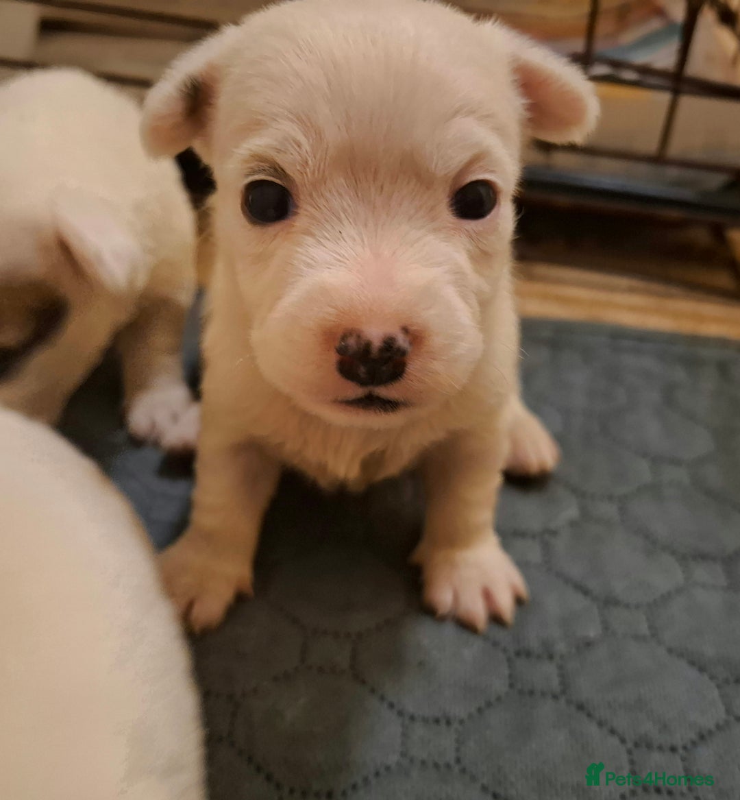 Mixed Breed dogs for sale: Jackie-bichion - Advert 5