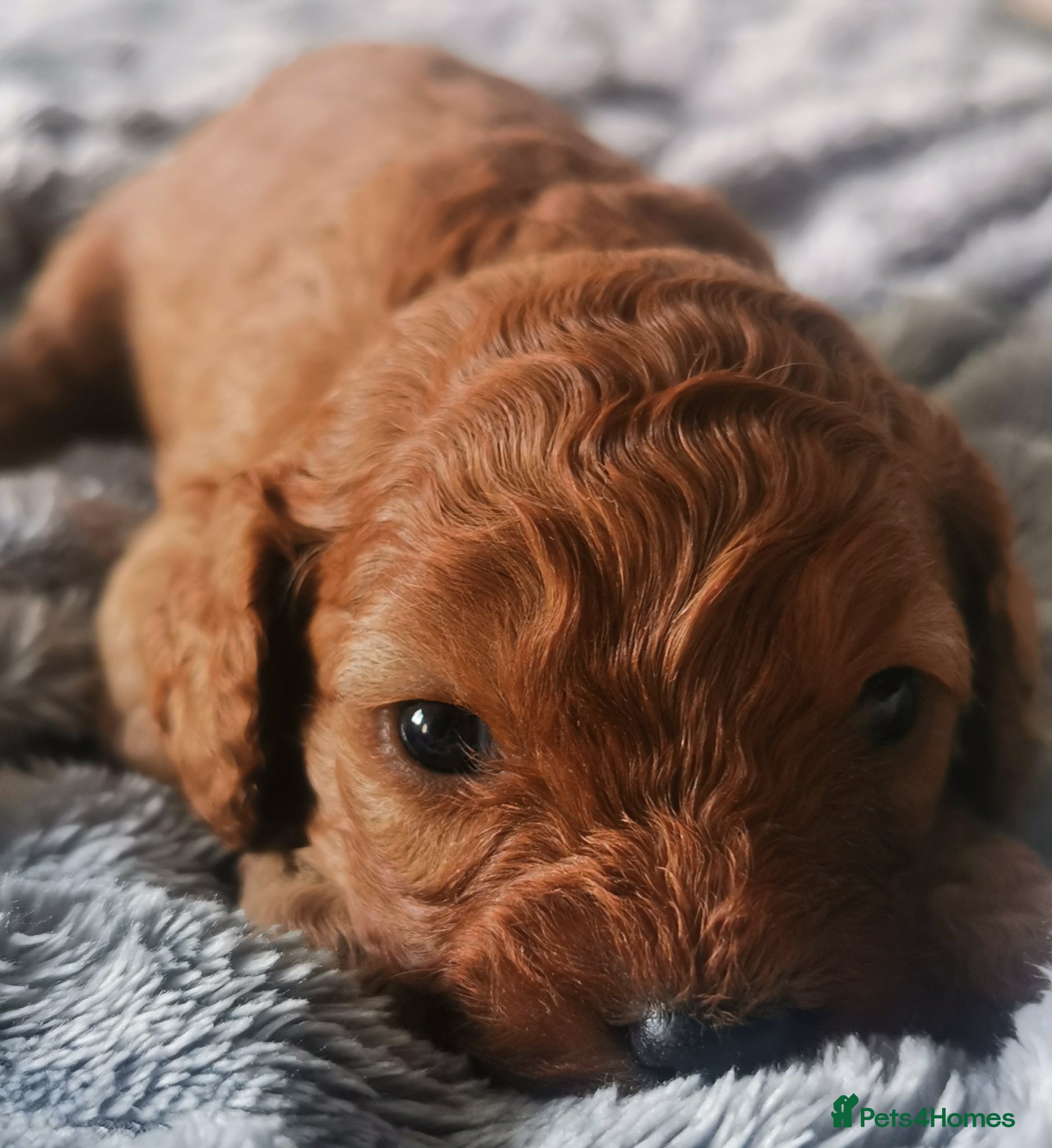 Cavapoo dogs EXTENSIVELY HEALTH TESTED F1B CAVAPOO PUPPIES  - Advert 1