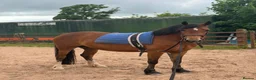 Welsh Section D horses for sale: GLANVYRNWY JUST A DIVA - Advert 1