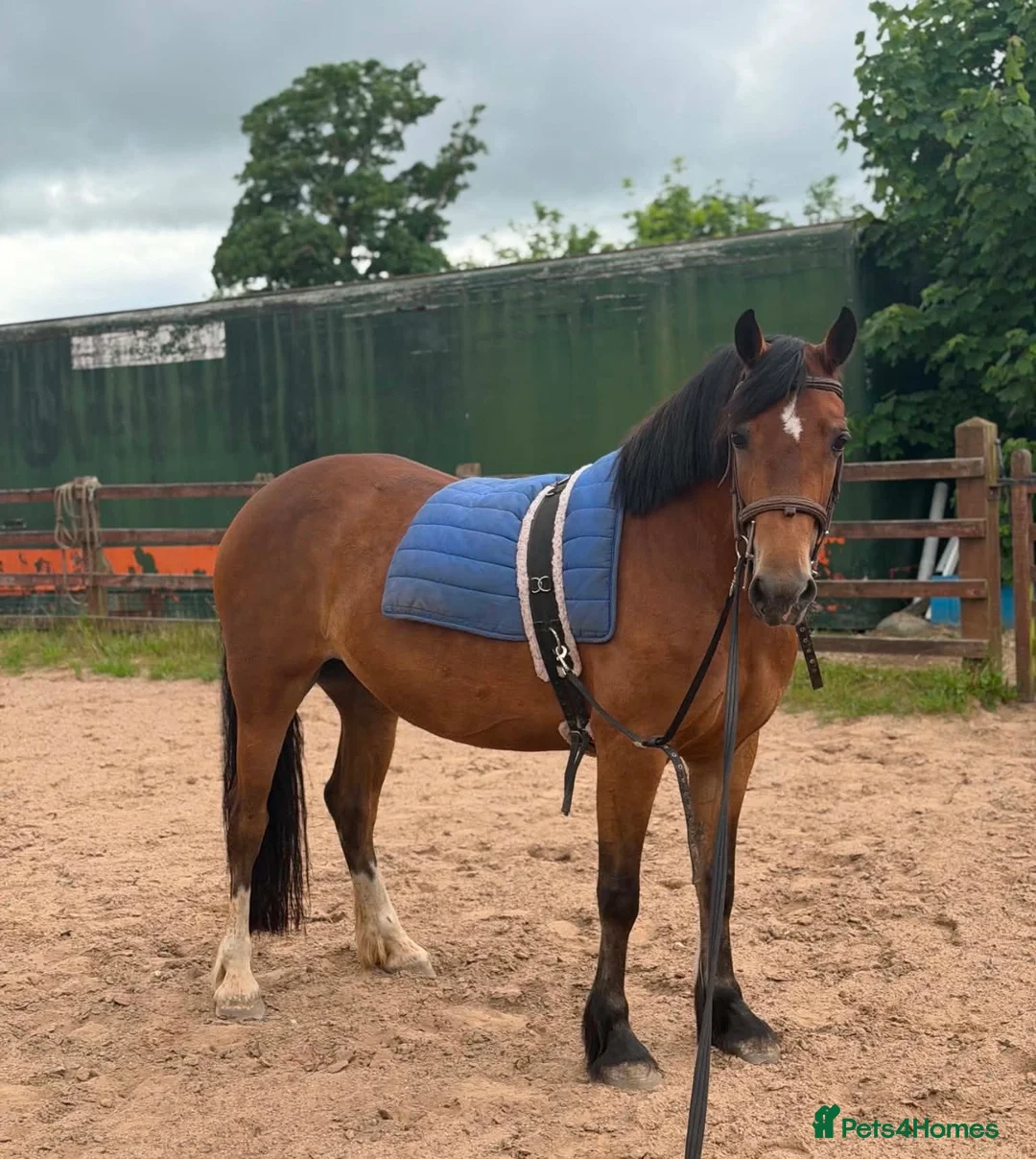 Welsh Section D horses for sale: GLANVYRNWY JUST A DIVA - Advert 1