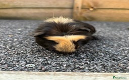 Guinea Pig rodents for sale: Two baby boy guinea pigs looking for a new home  - Image 4