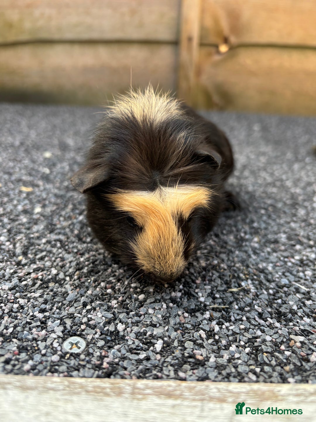 Guinea Pig rodents for sale: Two baby boy guinea pigs looking for a new home  - Image 4
