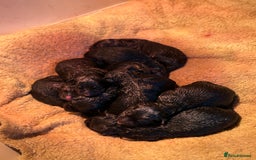 German Shepherd dogs for sale: Family reared GSD pups.  - Image 2