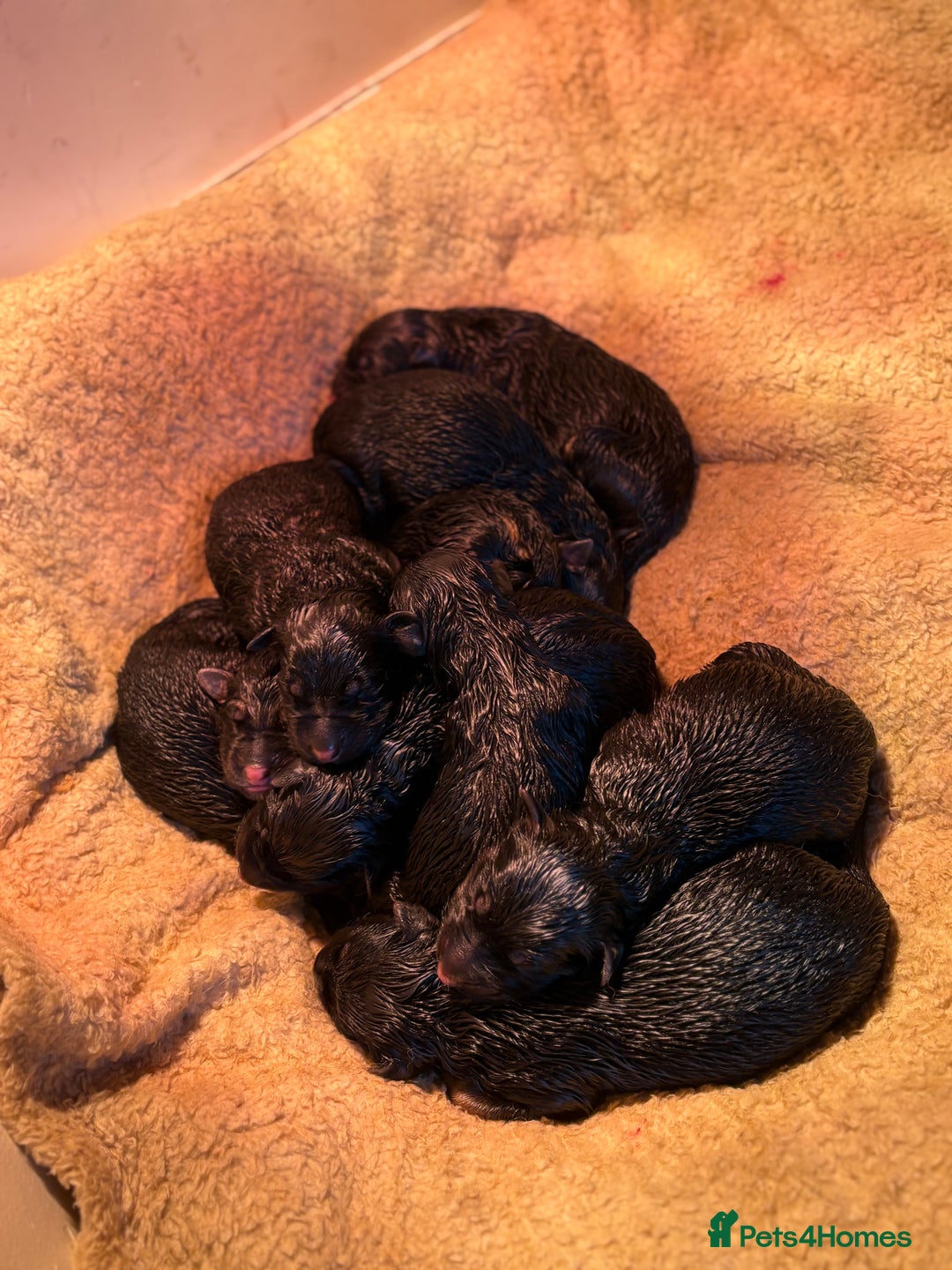 German Shepherd dogs for sale: Family reared GSD pups.  - Image 2