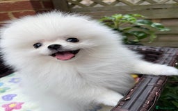 Pomeranian dogs for sale: Pom bears looking for loving homes❤️ - Image 1