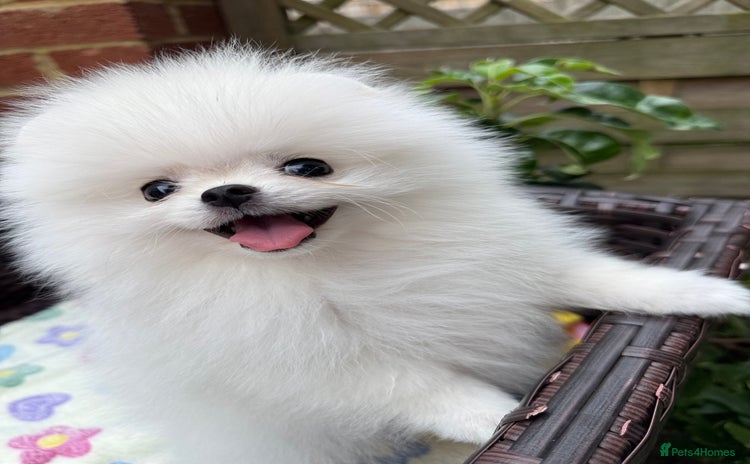 Pomeranian dogs - Advert 3