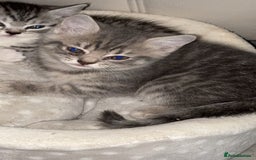 British Shorthair cats for sale: half british shorthair - Image 2