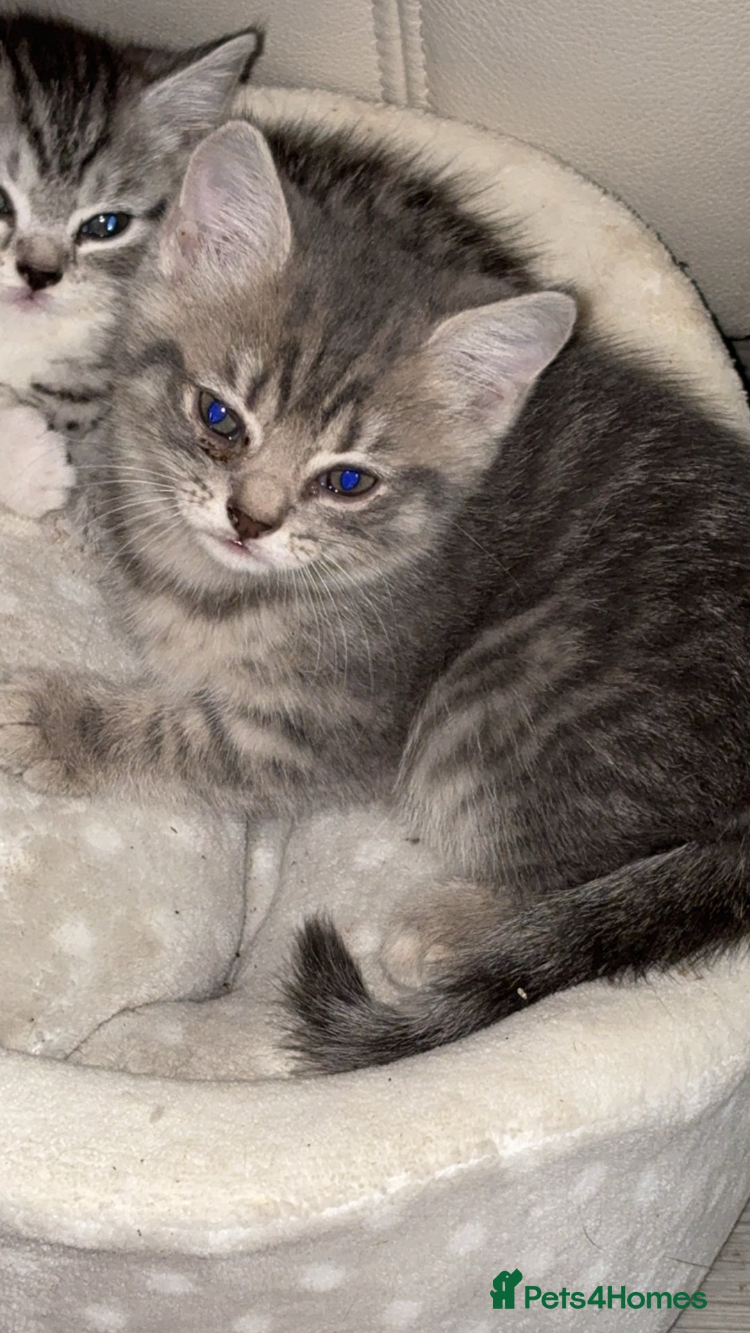 British Shorthair cats for sale: half british shorthair - Image 2