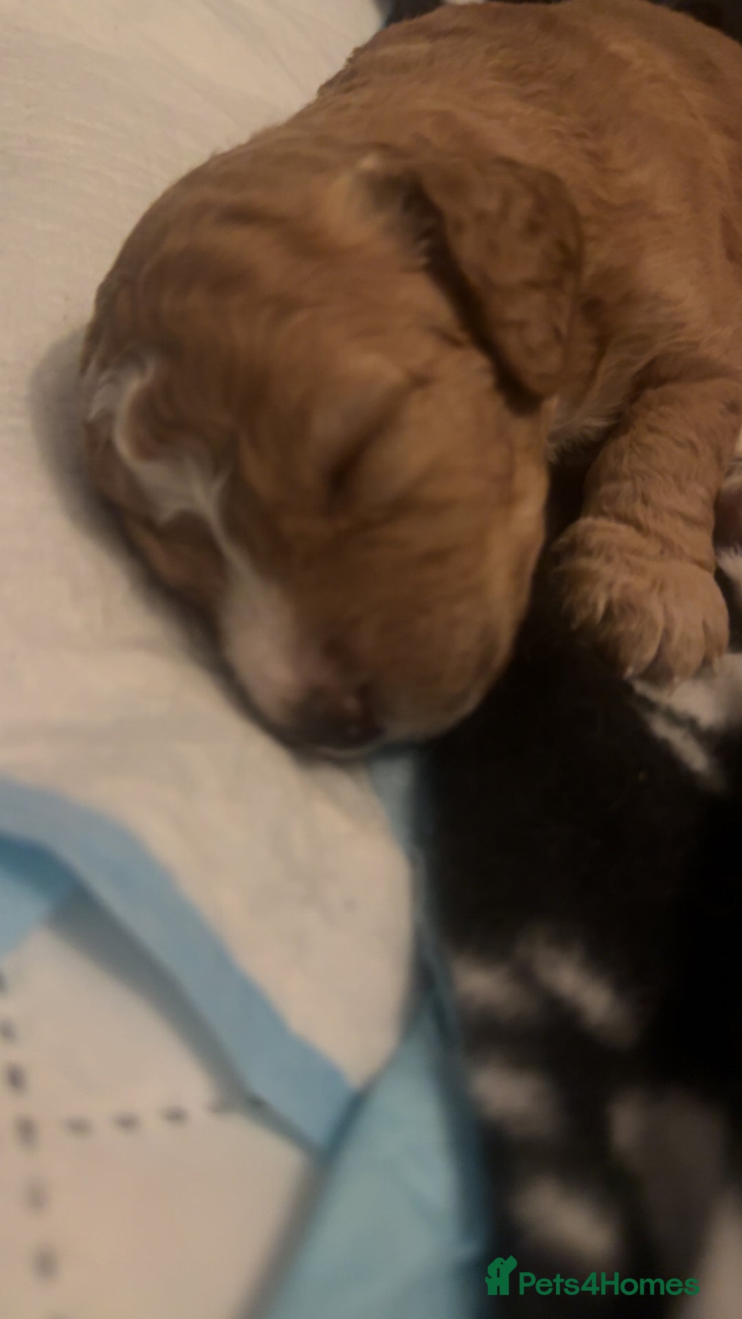 Mixed Breed dogs for sale: Litter off 8 girls f2 cockapoos  - Image 10