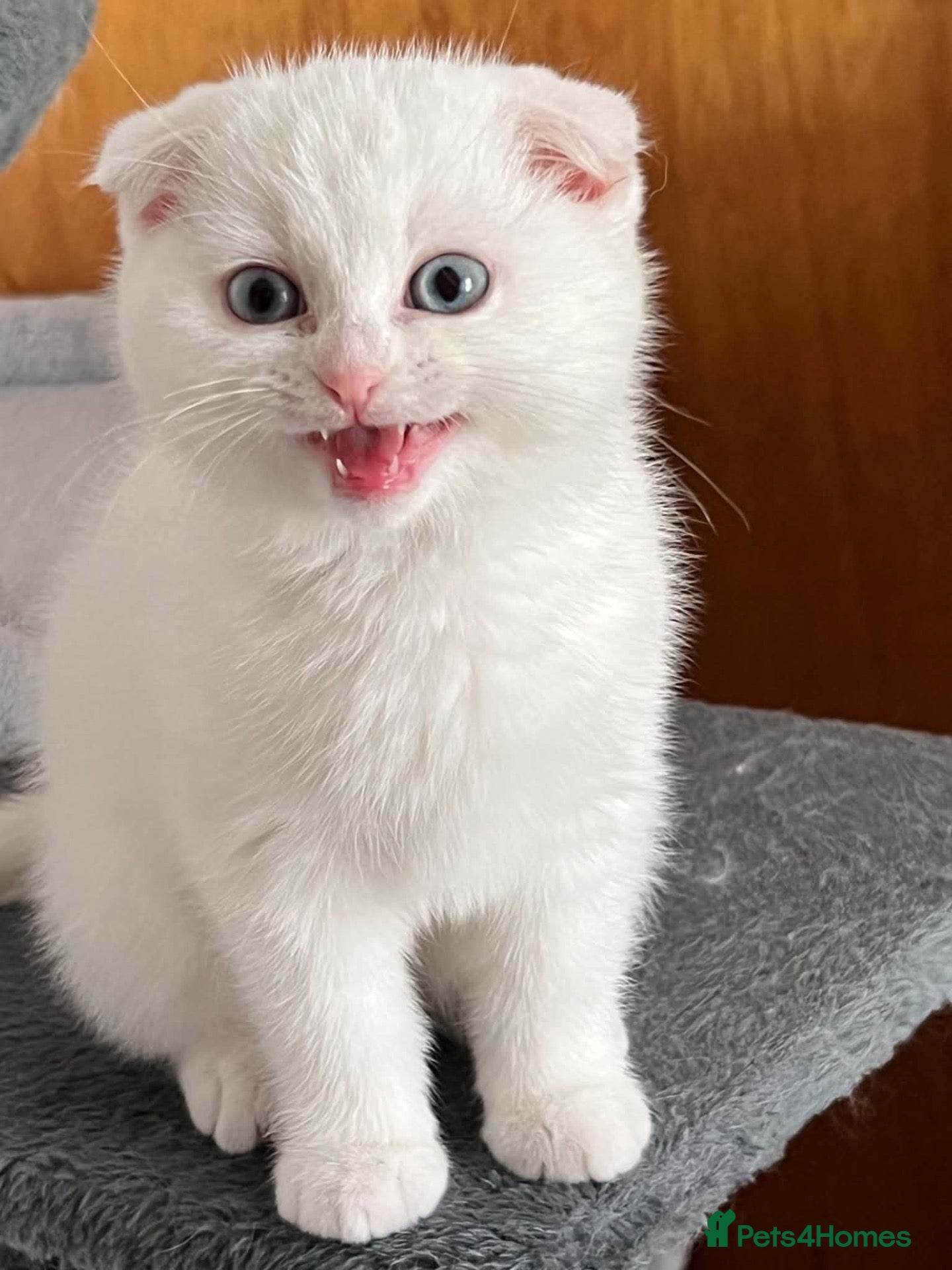 Scottish Fold cats for sale: Gorgeous Scottish Fold & Straight Kittens  - Advert 1