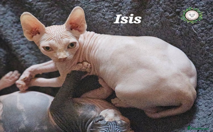 Sphynx cats Adorable Canadian Sphynx – Champion line - Advert 2