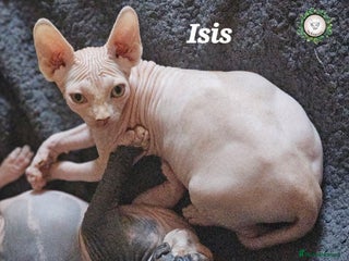 Sphynx cats Adorable Canadian Sphynx – Champion line - Advert 2