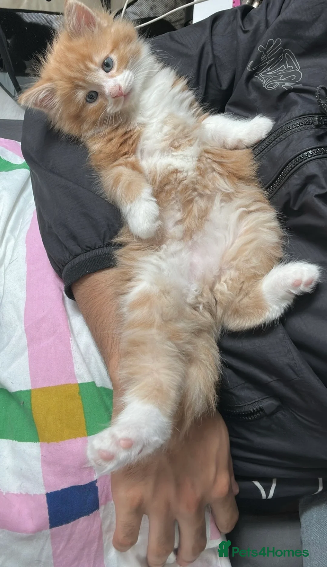 British Shorthair cats for sale: 2 boy British shorthairs  - Advert 2