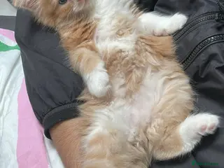 British Shorthair cats 2 boy British shorthairs - Advert 7