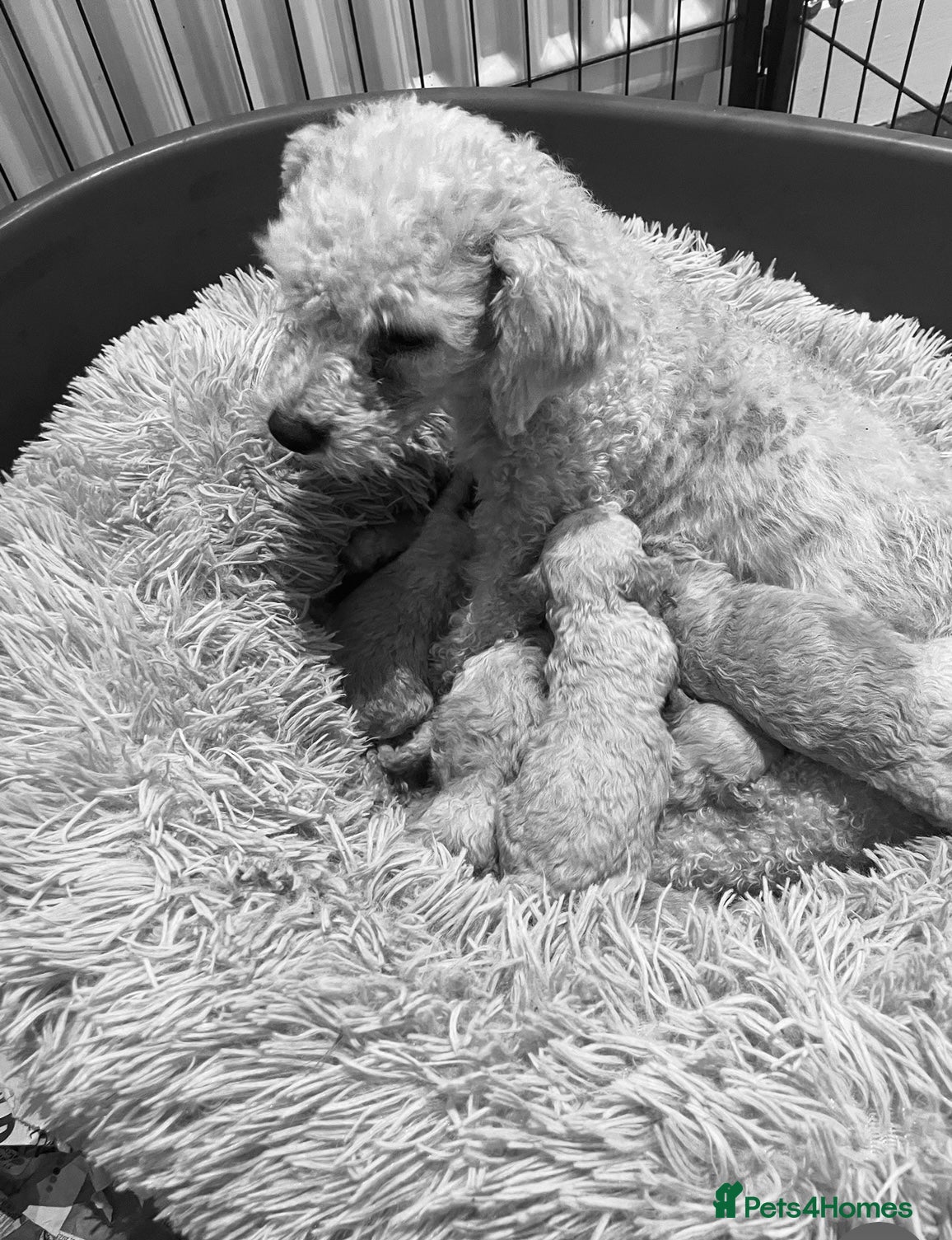 Poochon dogs for sale: Beautiful F1 Poochon puppies  - Advert 2