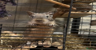 Degus rodents - Advert 1