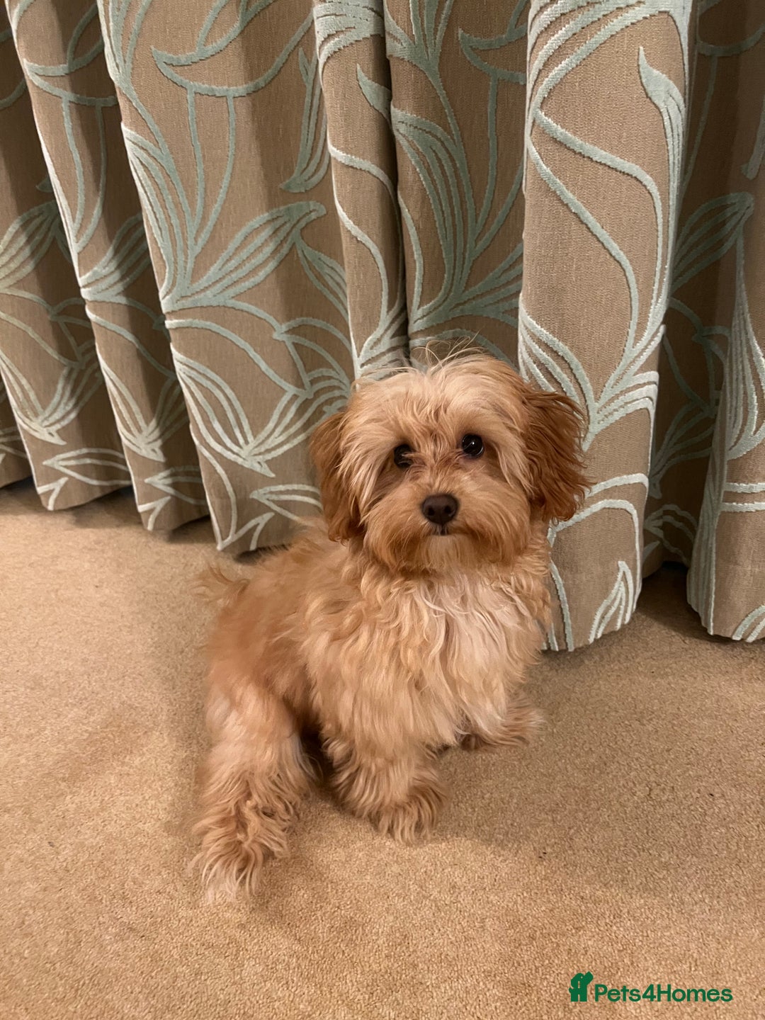 Maltipoo dogs for sale: Rehoming our beautiful Maltipoo puppy Jessie.  - Advert 8