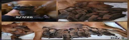 Rhodesian Ridgeback dogs for sale: Seriously Gorgeous Rhodesian Ridgeback Puppies - Advert 4