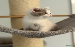 British Shorthair cats for sale: Kittens available to reserve  - Image 11