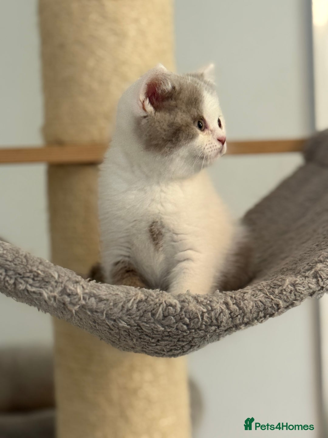 British Shorthair cats for sale: Kittens available to reserve  - Image 11