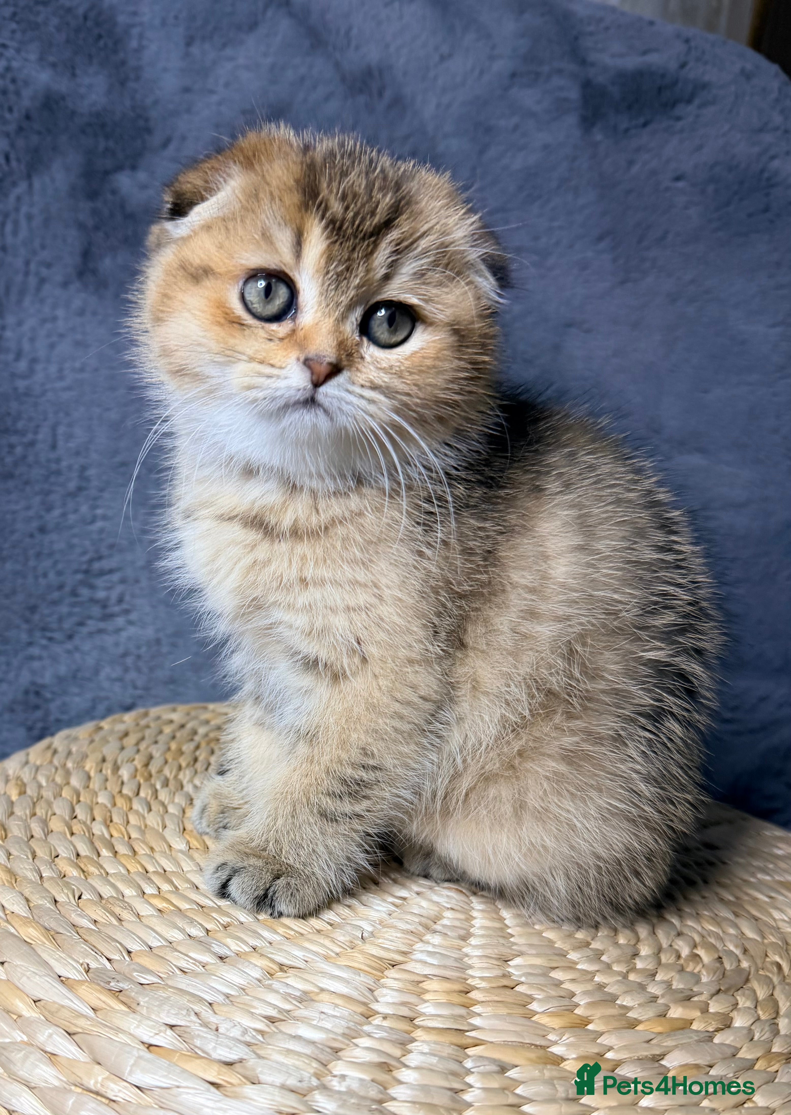 Scottish Fold cats Rare Black Gold Scottish Fold Kittens - Advert 1