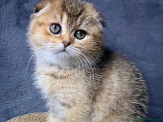 Scottish Fold cats Rare Black Gold Scottish Fold Kittens - Advert 1