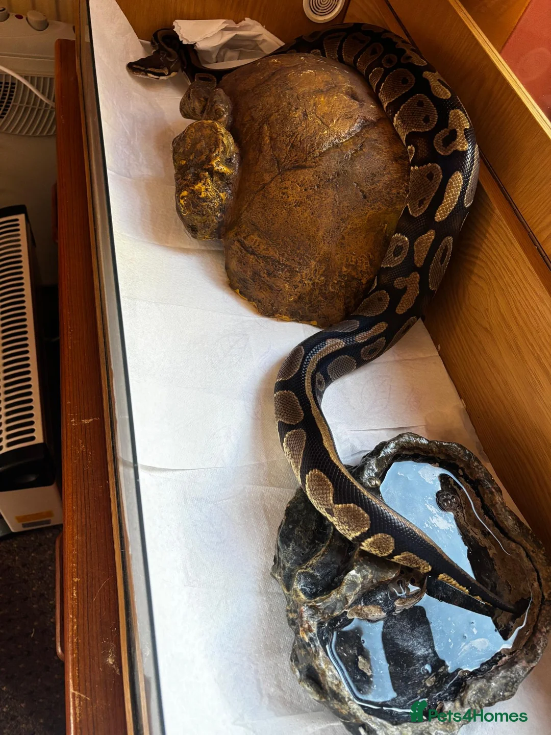 Python Snake reptiles for sale: Royal python  in Wellingborough - Advert 3