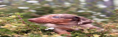 Dachshund 1