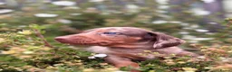 Dachshund dogs for sale: Beautiful litter of Dachshunds  - Advert 10