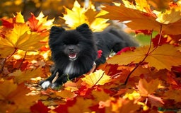 Pomeranian dogs for sale: Beautiful mix of Russian/Chi Tien Pomeranian Pups - Image 9