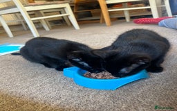 British Shorthair cats for sale: Two British shorthairs male black kittens - Advert 7