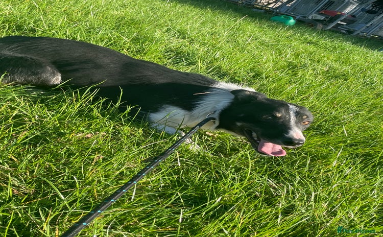Border Collie dogs - Advert 1