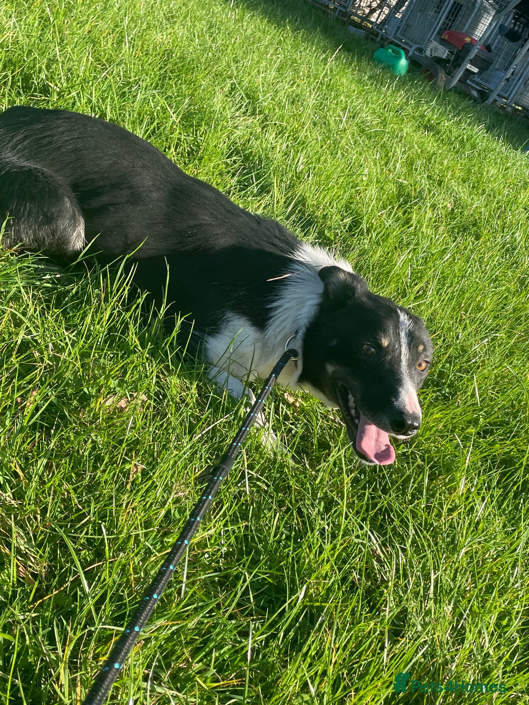 Border Collie dogs for sale: Border collie - jack - Image 1