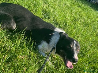 Border Collie dogs - Advert 16