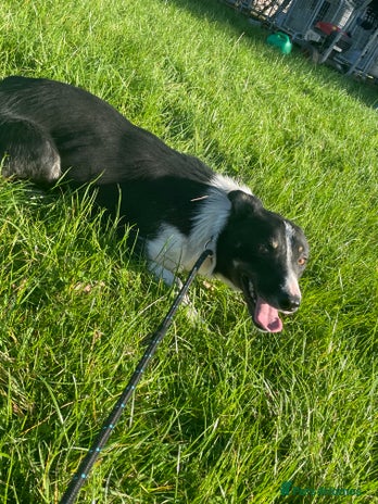 Border Collie dogs - Advert 13