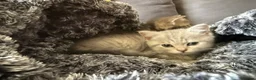 Scottish Fold cats for sale: Scotish fold cross Scottish straight adorable🥰 😻 - Advert 8
