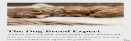 Cavapoochon dogs for sale: Exceptional Extensively health tested cavapoochon - Advert 8