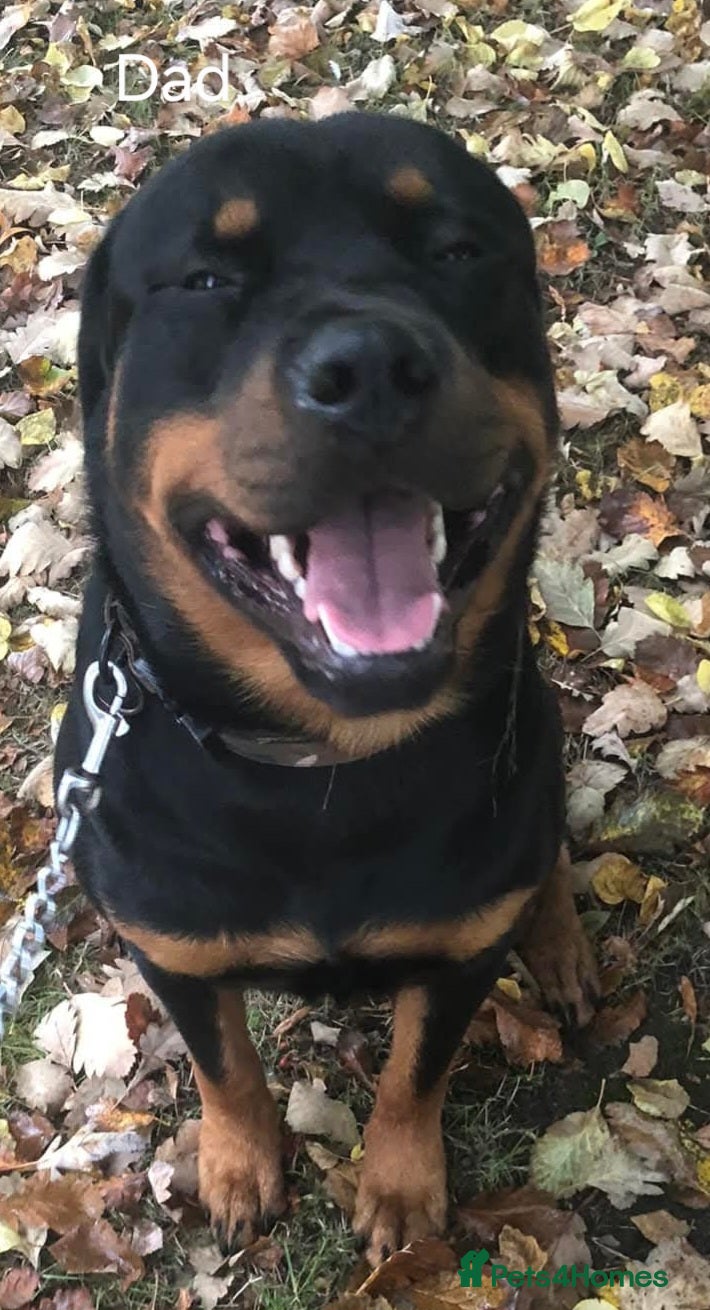 Mixed Breed dogs Shepweiler puppies  - Advert 2