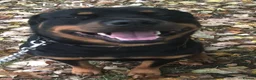 Mixed Breed dogs for sale: Shepweiler puppies  in Blaydon-on-Tyne - Advert 2