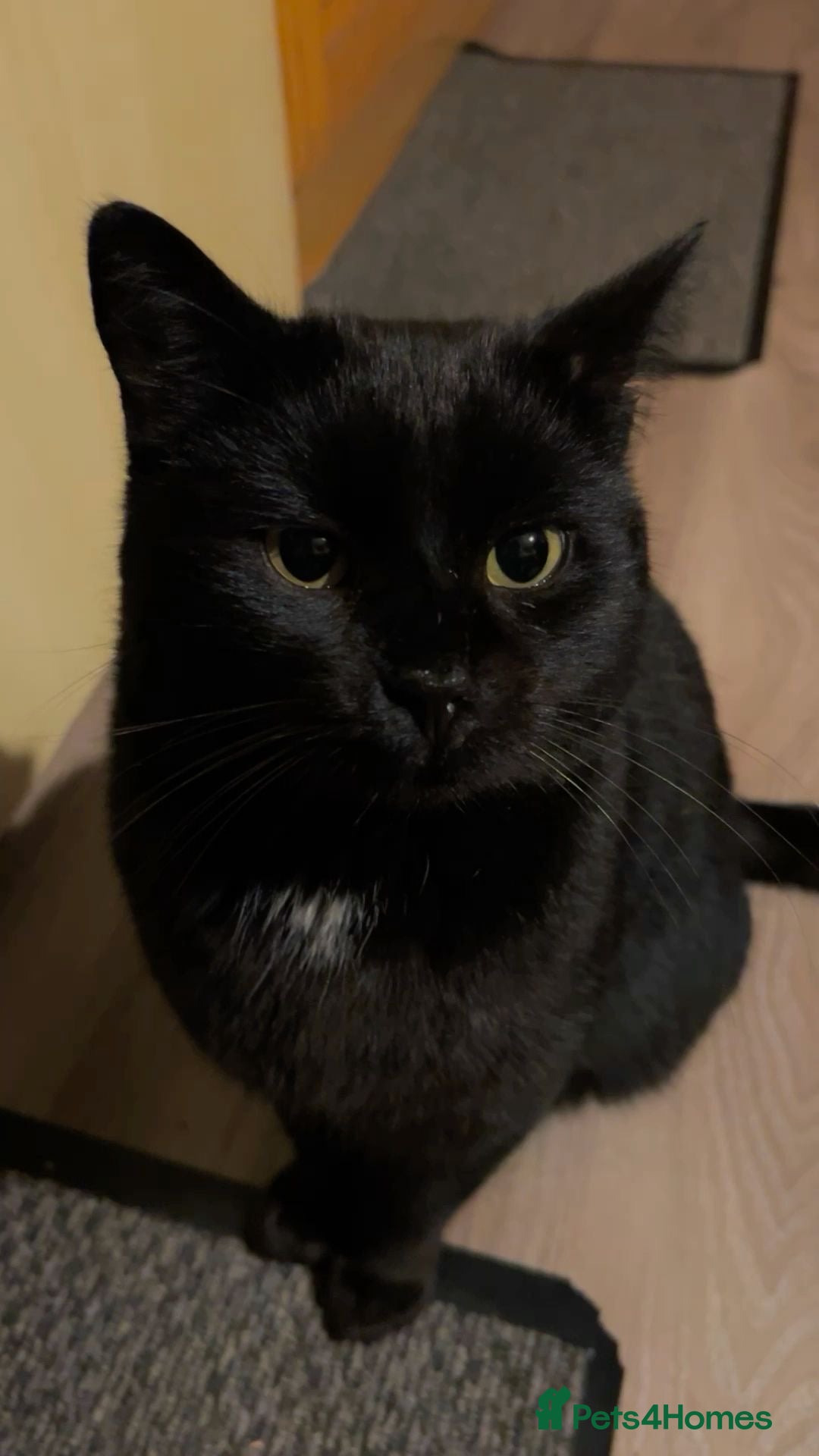 Bombay cats for sale: 5 month old cat for sale! - Advert 4