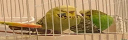 Budgerigars birds for sale: Budgies - Advert 3