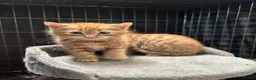 Mixed Breed cats for sale: Beautiful kittens  in Lutterworth - Advert 6