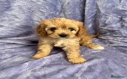 Cavapoo dogs for sale: Stunning rare colour F1 Cavapoo’s  - Image 15