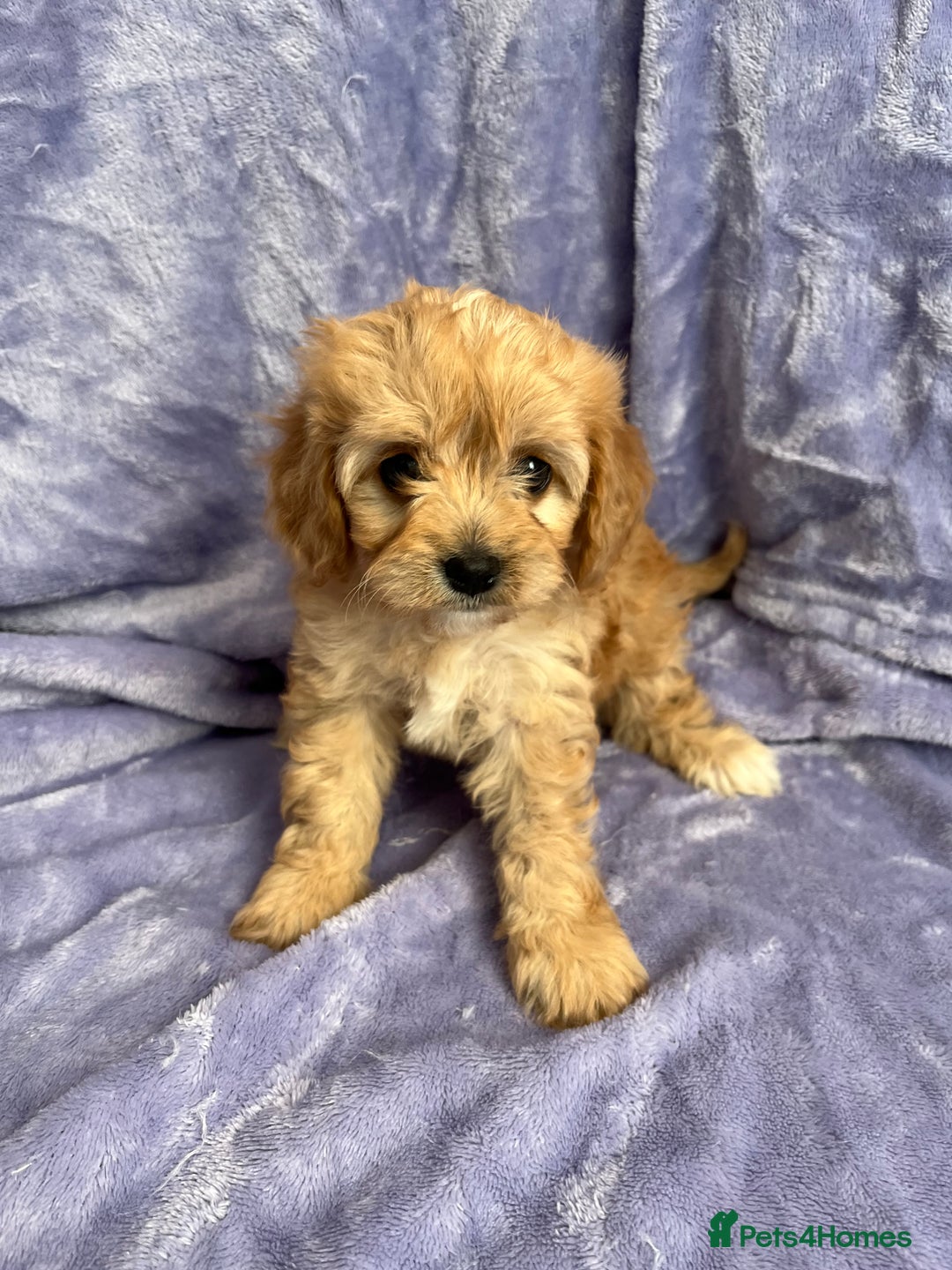 Cavapoo dogs for sale: Stunning rare colour F1 Cavapoo’s  - Image 15