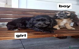 Cocker Spaniel dogs for sale: Cocker spaniel pups  - Image 1