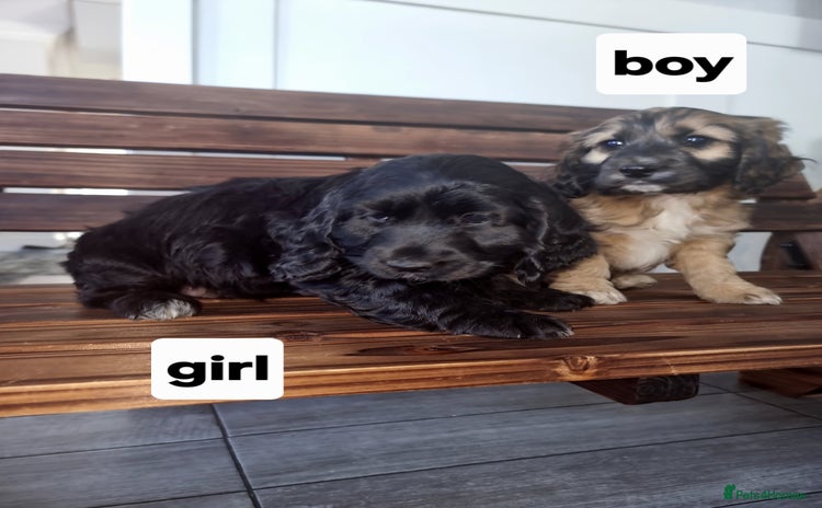 Cocker Spaniel dogs - Advert 3