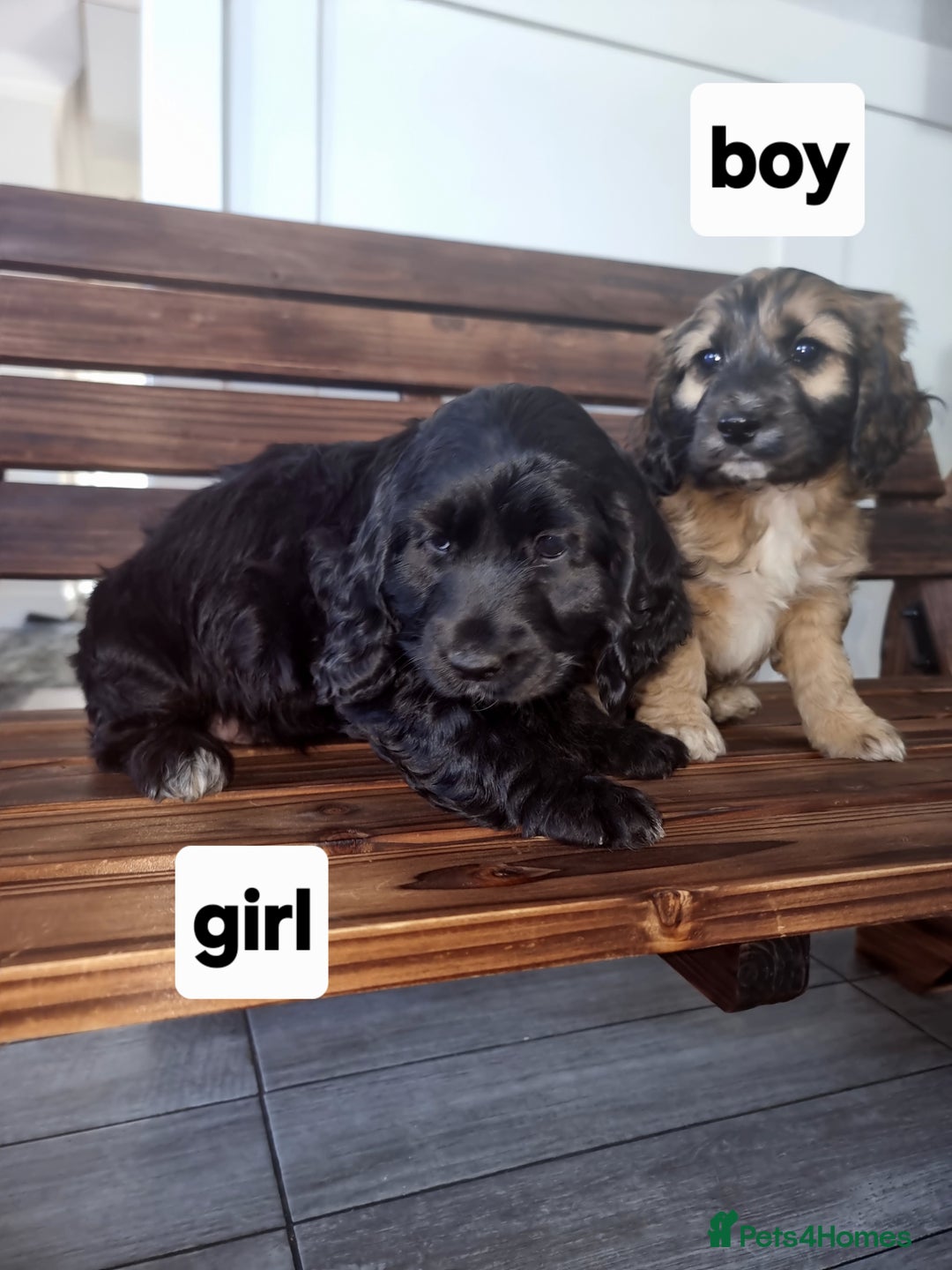 Cocker Spaniel dogs for sale: Cocker spaniel pups  - Image 1