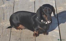 Miniature Dachshund dogs for sale: Miniature dachshund female - Image 9